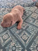 Fawn male, a male Doberman Pinscher for sale in Ozark, IL – 2 of 2