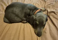 Male blue/rust, a male Doberman Pinscher for sale in Ozark, IL – 8 of 9