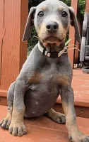 Male blue/rust doberman, a male Doberman Pinscher for sale in Ozark, IL – 2 of 4
