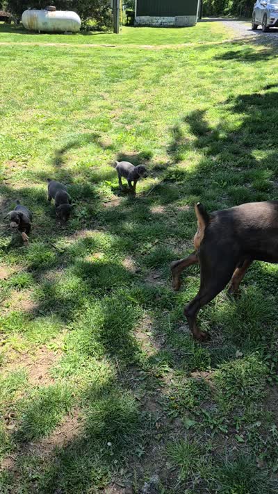 Female blue/rust doberman pinscher , a female Doberman Pinscher for sale in Ozark, IL – 4 of 4