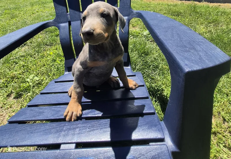 Male blue/tan doberman pinscher – Doberman Pinscher puppy on hold in Ozark, IL