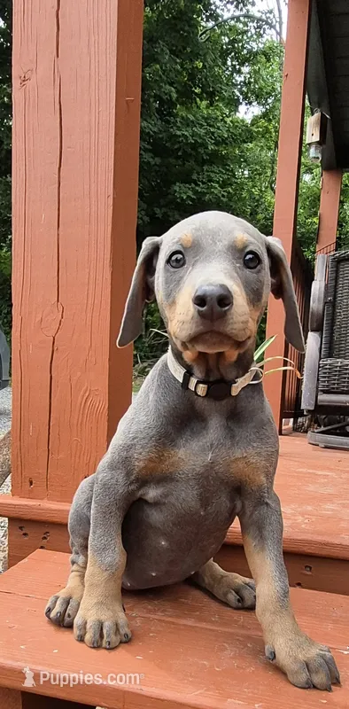 Female blue/rust  doberman pinscher – Doberman Pinscher puppy for sale in Ozark, IL
