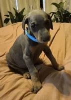 Female blue/rust  doberman pinscher , a female Doberman Pinscher for sale in Ozark, IL – 1 of 6