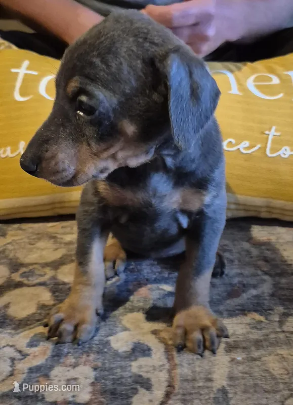 Female blue/tan  doberman pinscher – Doberman Pinscher puppy for sale in Ozark, IL