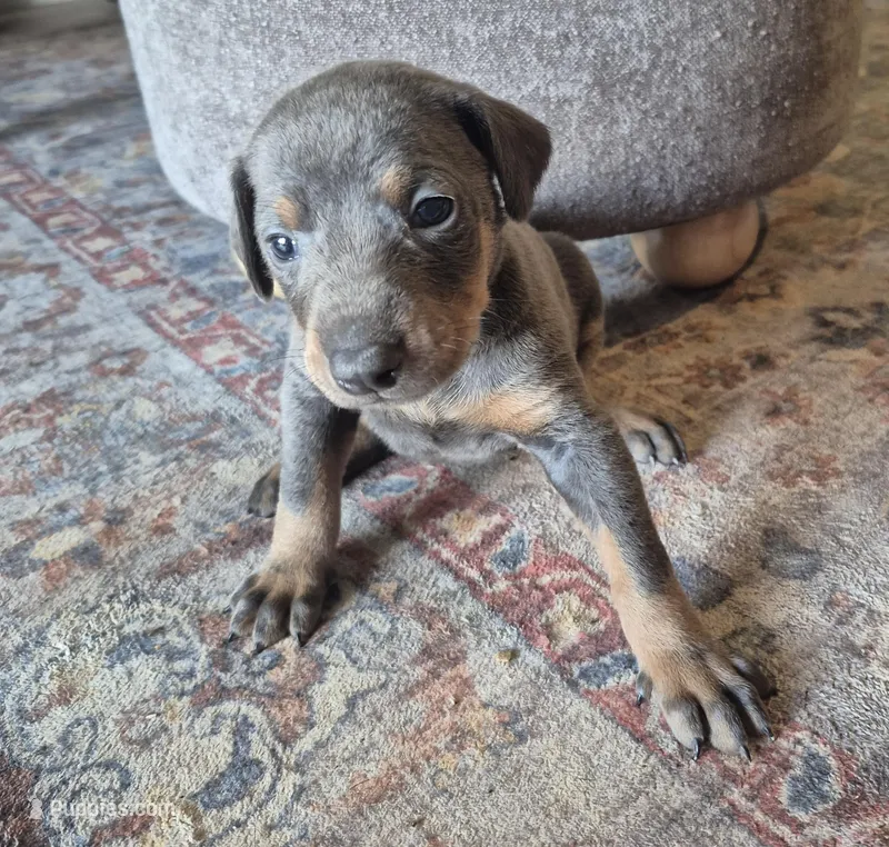 Female blue/tan  doberman pinscher  – Doberman Pinscher puppy for sale in Ozark, IL