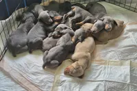 Female blue/rust  doberman pinscher, a female Doberman Pinscher for sale in Ozark, IL – 5 of 5