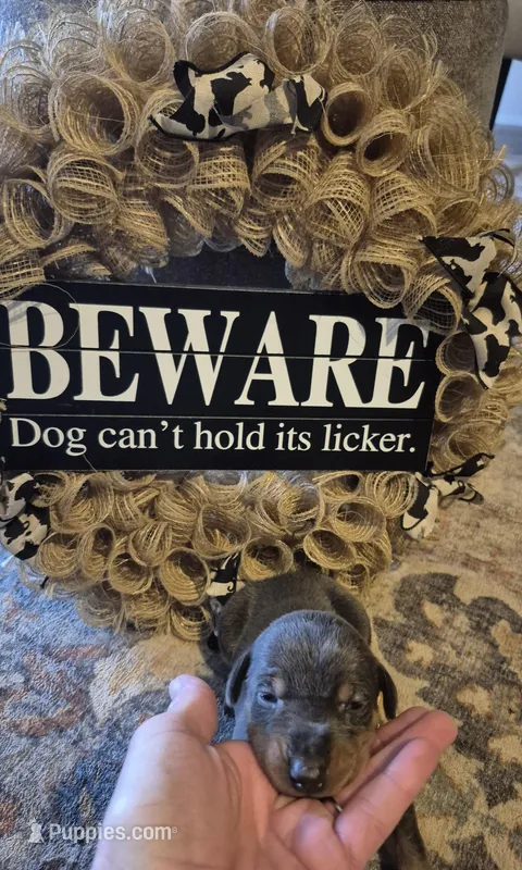 Female blue/tan  doberman pinscher  – Doberman Pinscher puppy for sale in Ozark, IL