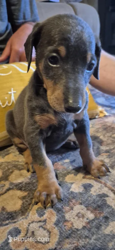 Female blue/tan  doberman pinscher – Doberman Pinscher puppy for sale in Ozark, IL
