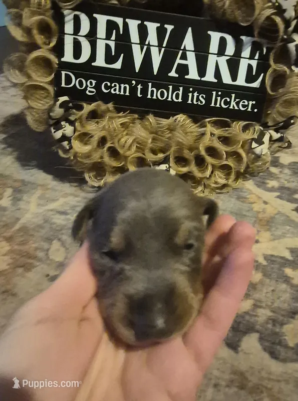 Blue male doberman  – Doberman Pinscher puppy for sale in Ozark, IL