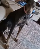 Blue male doberman , a male Doberman Pinscher for sale in Ozark, IL – Photo 5 of 8