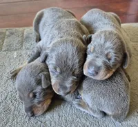 Blue male doberman , a male Doberman Pinscher for sale in Ozark, IL – Photo 7 of 8