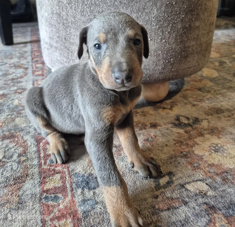 Blue male doberman  – Doberman Pinscher puppy for sale in Ozark, IL