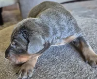 Blue male doberman , a male Doberman Pinscher for sale in Ozark, IL – Photo 2 of 8