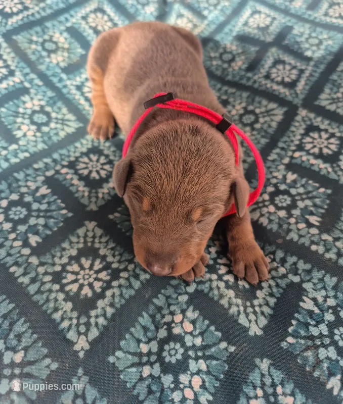 Female blue rust – Doberman Pinscher puppy for sale in Ozark, IL