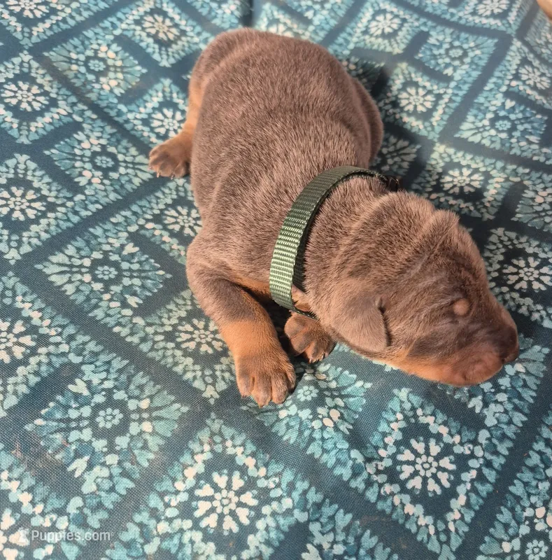 Male blue rust – Doberman Pinscher puppy for sale in Ozark, IL