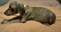 Female blue/rust  doberman pinscher, a female Doberman Pinscher for sale in Ozark, IL – 3 of 5