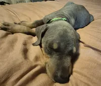 Male blue/rust doberman pinscher, a male Doberman Pinscher for sale in Ozark, IL – 5 of 5