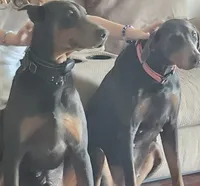 Fawn male doberman big boy, a male Doberman Pinscher for sale in Ozark, IL – Photo 7 of 9