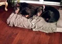 Fawn male doberman big boy, a male Doberman Pinscher for sale in Ozark, IL – Photo 4 of 9