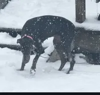 Fawn male doberman big boy, a male Doberman Pinscher for sale in Ozark, IL – Photo 5 of 9