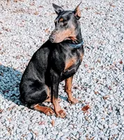 Fawn male doberman big boy, a male Doberman Pinscher for sale in Ozark, IL – Photo 6 of 9