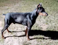 Fawn male doberman big boy, a male Doberman Pinscher for sale in Ozark, IL – Photo 2 of 9