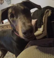 Fawn male doberman big boy, a male Doberman Pinscher for sale in Ozark, IL – Photo 9 of 9