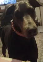 Fawn male doberman big boy, a male Doberman Pinscher for sale in Ozark, IL – Photo 8 of 9