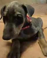 Female blue/rust  doberman pinscher, a female Doberman Pinscher for sale in Ozark, IL – 1 of 4