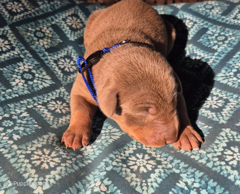 Male fawn – Doberman Pinscher puppy for sale in Ozark, IL