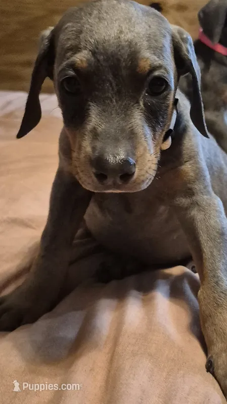 Female blue/tan  doberman pinscher – Doberman Pinscher puppy for sale in Ozark, IL