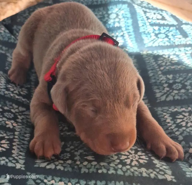 Fawn male – Doberman Pinscher puppy for sale in Ozark, IL