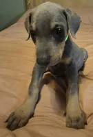 Male blue/rust doberman pinscher, a male Doberman Pinscher for sale in Ozark, IL – 2 of 5