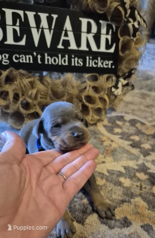 Female blue/tan  doberman pinscher  – Doberman Pinscher puppy for sale in Ozark, IL