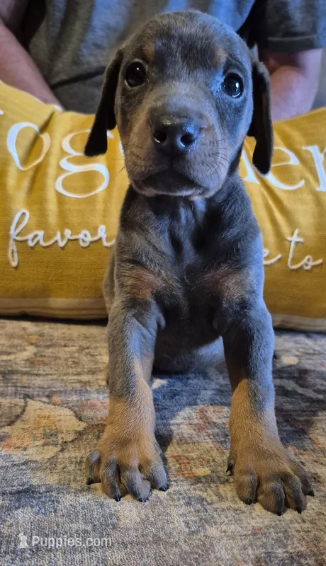 Female blue/tan  doberman pinscher  – Doberman Pinscher puppy for sale in Ozark, IL