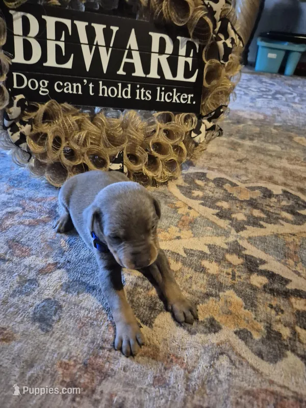 Female blue/tan  doberman pinscher  – Doberman Pinscher puppy for sale in Ozark, IL