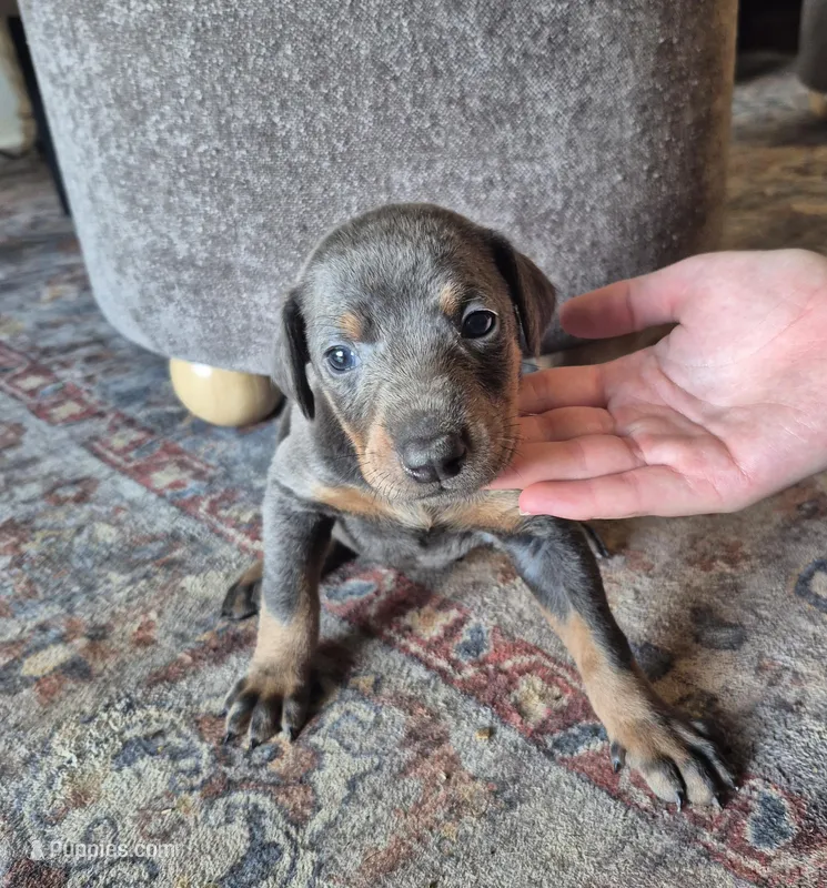 Female blue/tan  doberman pinscher  – Doberman Pinscher puppy for sale in Ozark, IL