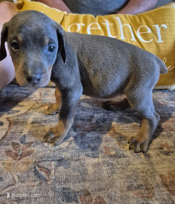 Female blue/tan  doberman pinscher – Doberman Pinscher puppy for sale in Ozark, IL
