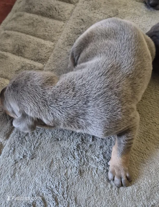 Female blue/tan  doberman pinscher  – Doberman Pinscher puppy for sale in Ozark, IL