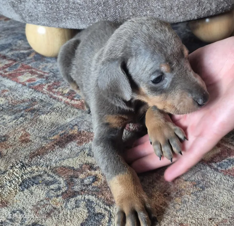 Female blue/tan  doberman pinscher  – Doberman Pinscher puppy for sale in Ozark, IL