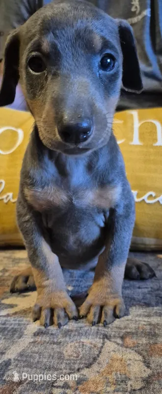 Female blue/tan  doberman pinscher  – Doberman Pinscher puppy for sale in Ozark, IL