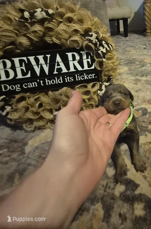 Female blue/tan  doberman pinscher  – Doberman Pinscher puppy for sale in Ozark, IL