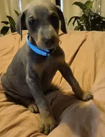 Female blue/rust  doberman pinscher , a female Doberman Pinscher for sale in Ozark, IL – 2 of 6