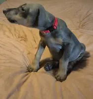 Female blue/rust  doberman pinscher, a female Doberman Pinscher for sale in Ozark, IL – 3 of 4