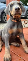 Male blue/rust doberman, a male Doberman Pinscher for sale in Ozark, IL – 1 of 4