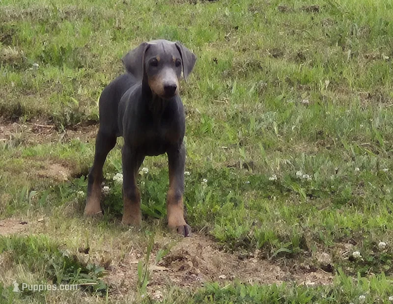 Female blue/rust  doberman pinscher – Doberman Pinscher puppy for sale in Ozark, IL