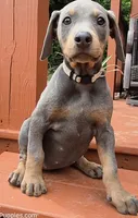 Male blue/rust doberman, a male Doberman Pinscher for sale in Ozark, IL – 4 of 4