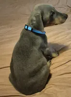 Female blue/rust  doberman pinscher , a female Doberman Pinscher for sale in Ozark, IL – 3 of 6