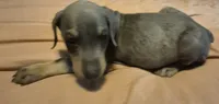 Male blue/rust doberman pinscher, a male Doberman Pinscher for sale in Ozark, IL – 4 of 5
