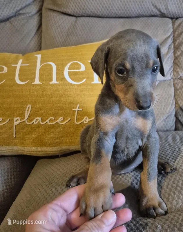 Female blue/tan  doberman pinscher  – Doberman Pinscher puppy for sale in Ozark, IL